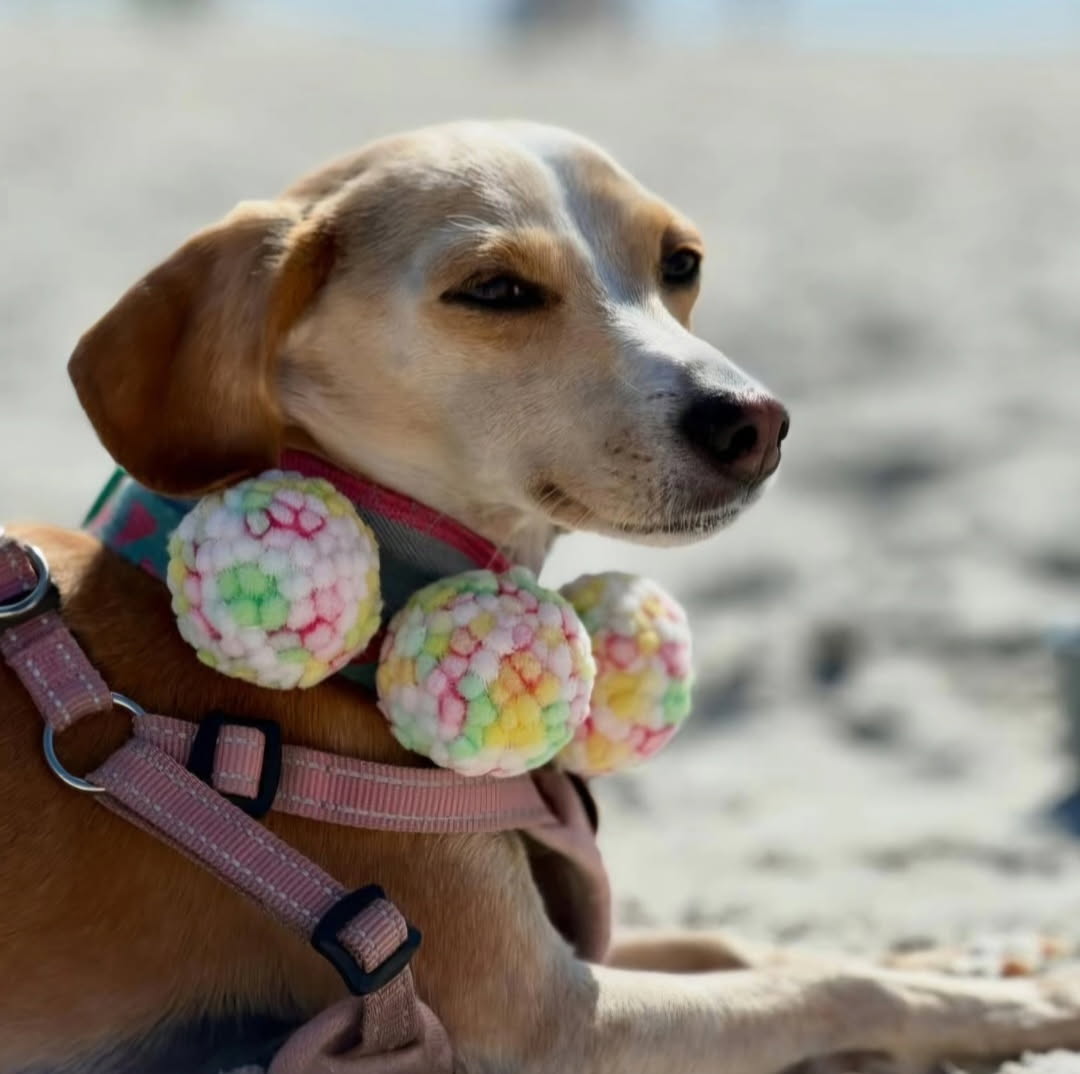 Dog wearing a colorful cashmere scarf tie with pastel-patterned poms on a beach.