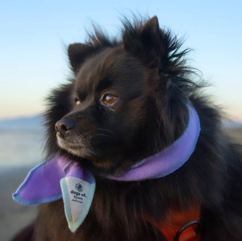 Pomeranian dog wearing a purple cashmere scarf tie with a brand tag, standing outdoors.