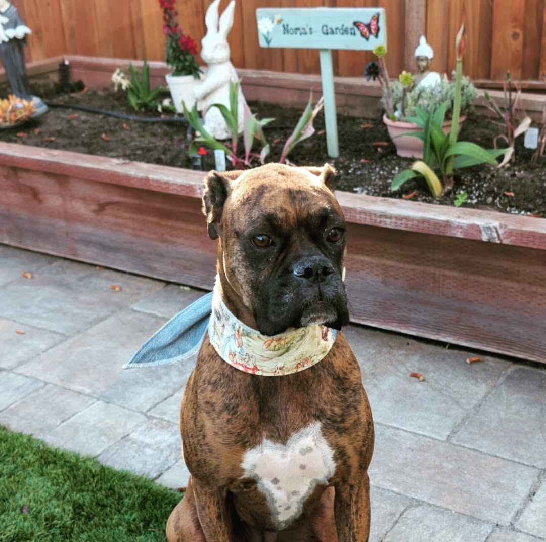 Boxer wearing an Easter dog scarf tie sitting in a garden with a flower bed in the background